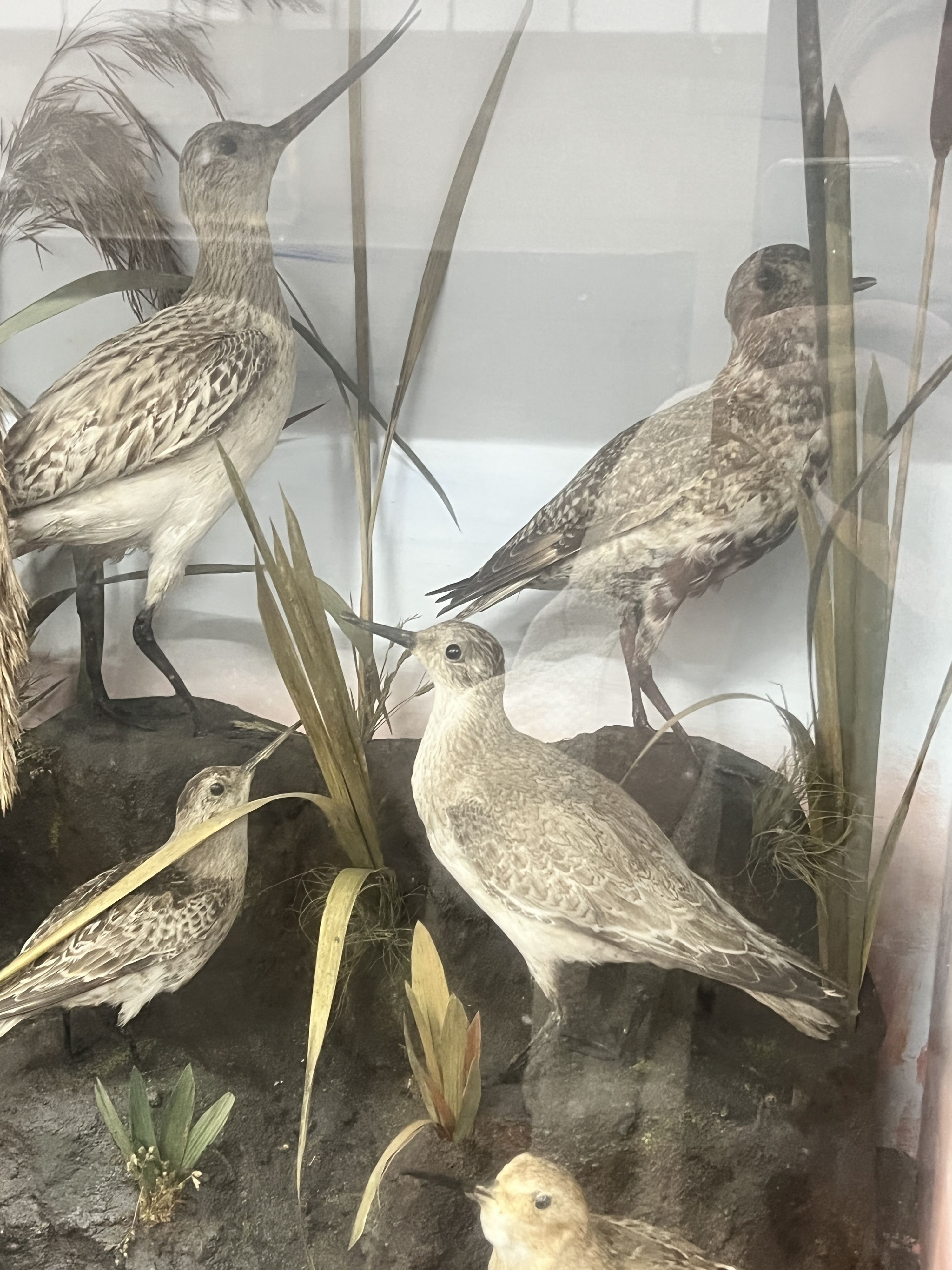 A late Victorian cased taxidermic display of assorted British water birds, case length 94cm, depth 35cm, height 58cm